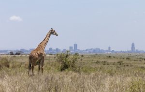 Nairobi national park